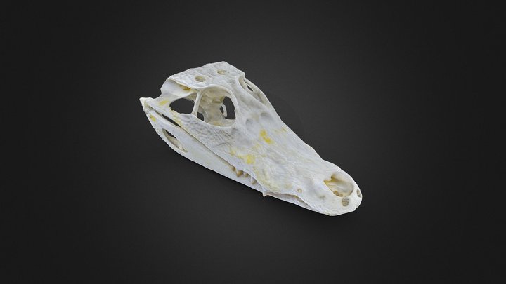 Crânio de jacaré 3D Model