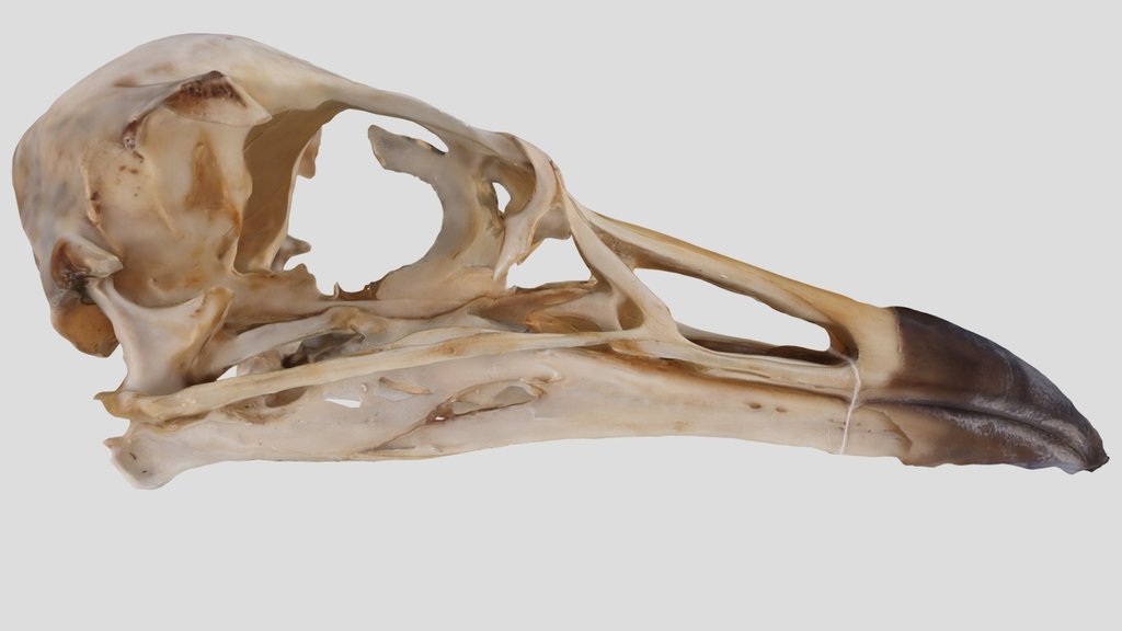 UWYMV:Bird:5959, Cerorhinca monocerata, Skull
