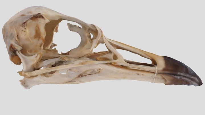UWYMV:Bird:5959, Cerorhinca monocerata, Skull – Free 3D Model STL