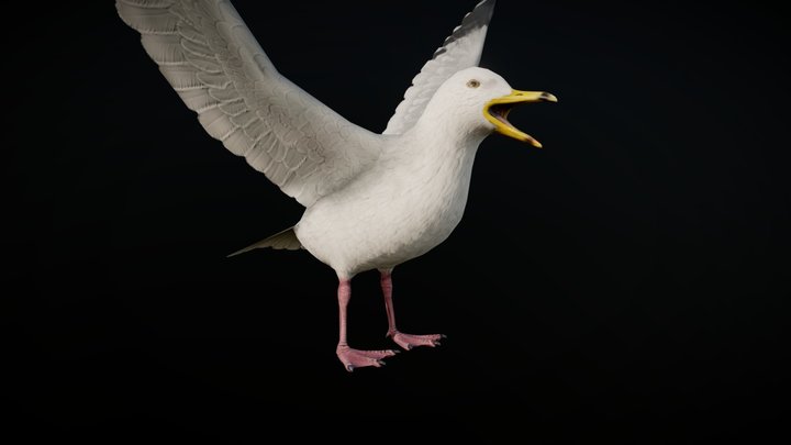 SEAGULL ANIMATIONS 3D Model