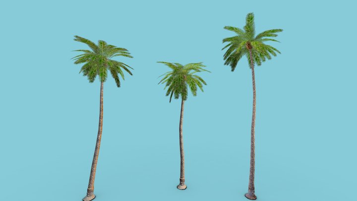 Palm Tree Pack LOWPOLY 3D Model