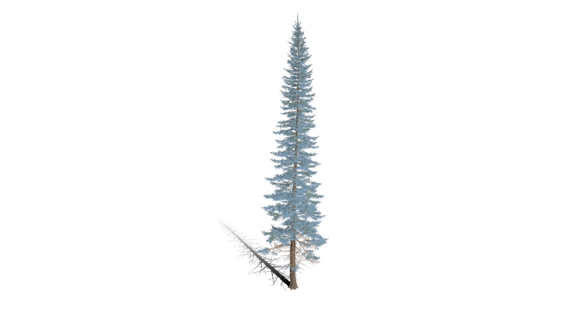 Realistic HD Colorado Blue spruce (19/43) Buy Royalty Free 3D model