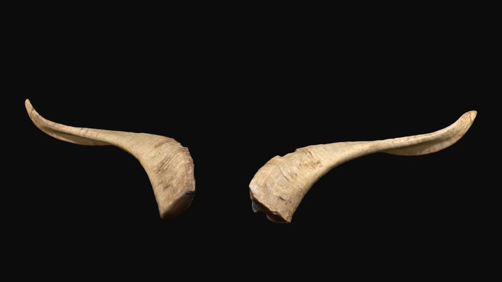 Magnus the Goat's Horns 3D Model