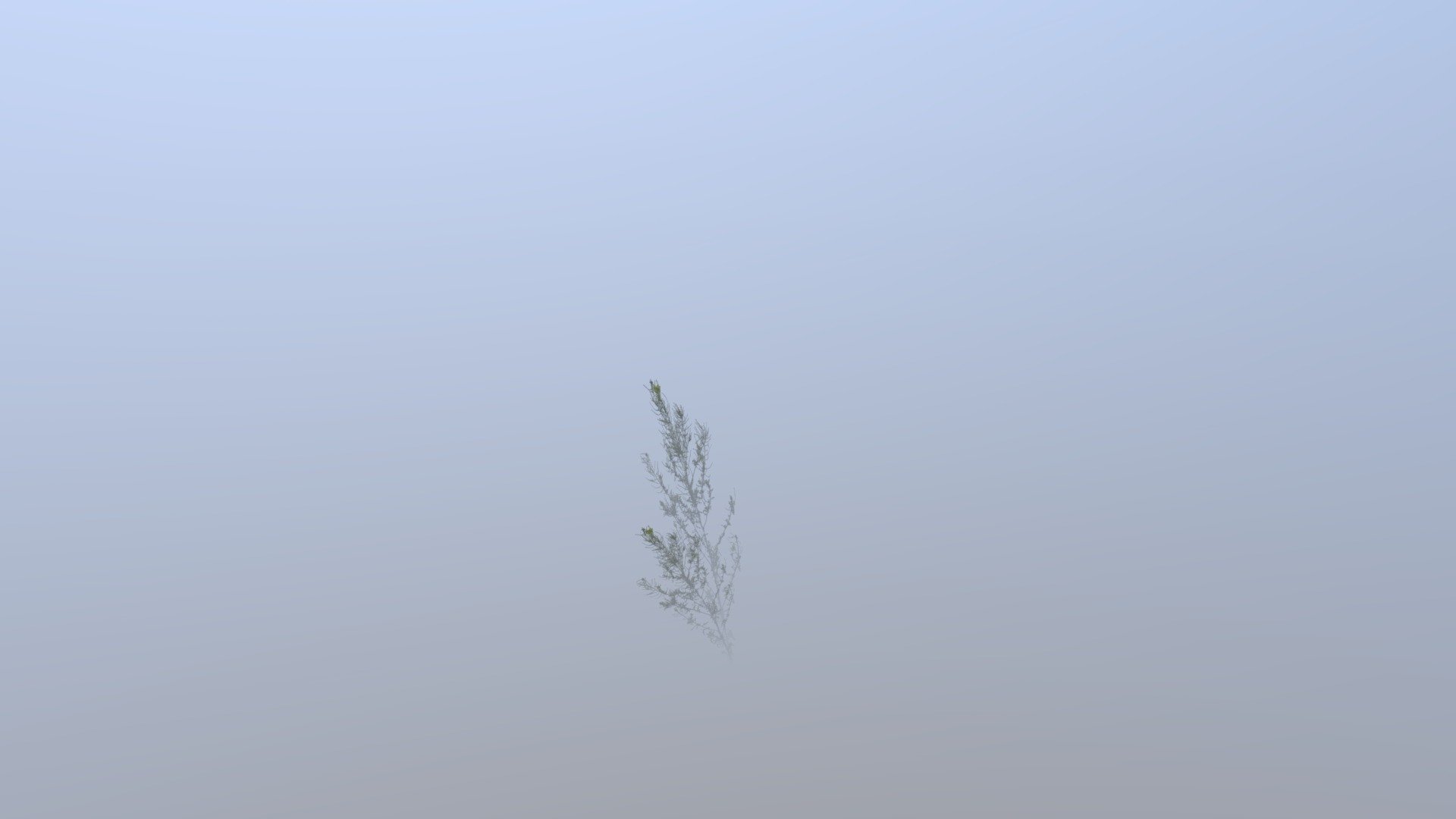 Shrub 12