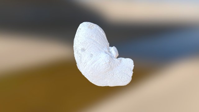 Extracted Surface 3D Model
