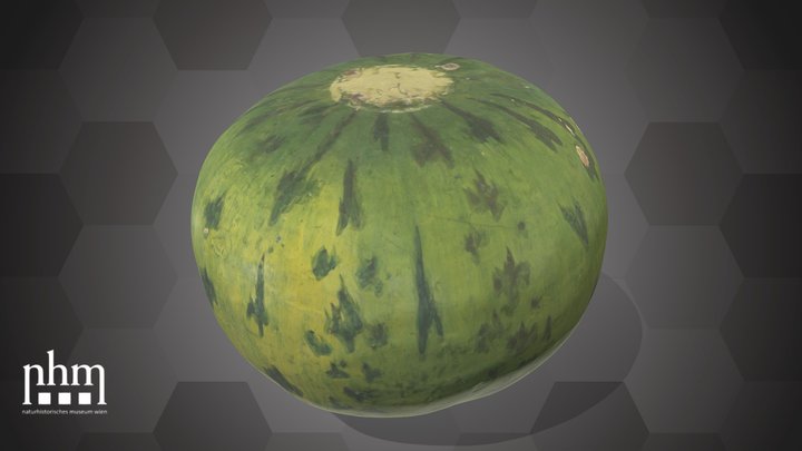Watermelon (NHMW-AFW-DING-046-151) – Modèle 3D gratuit STL
