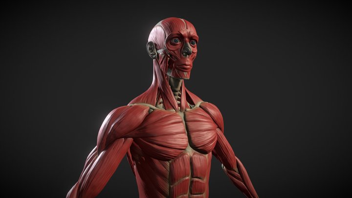 Ecorche - Anatomy of male muscular sistem 3D Model