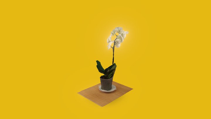 Yellow real orchid 3D Model