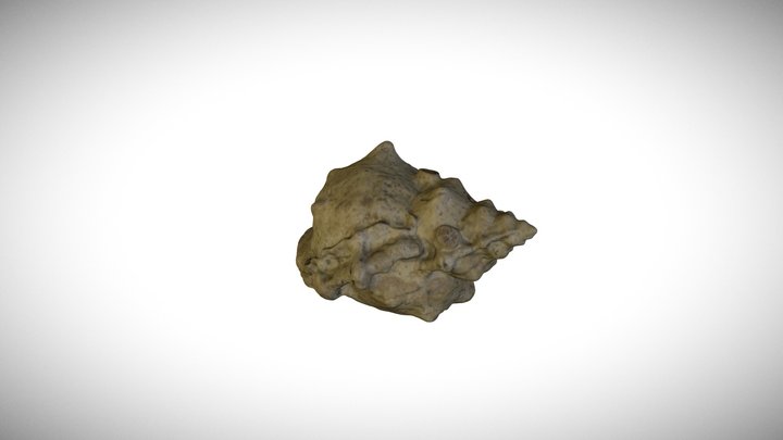 Frog-shell 3D models - Sketchfab