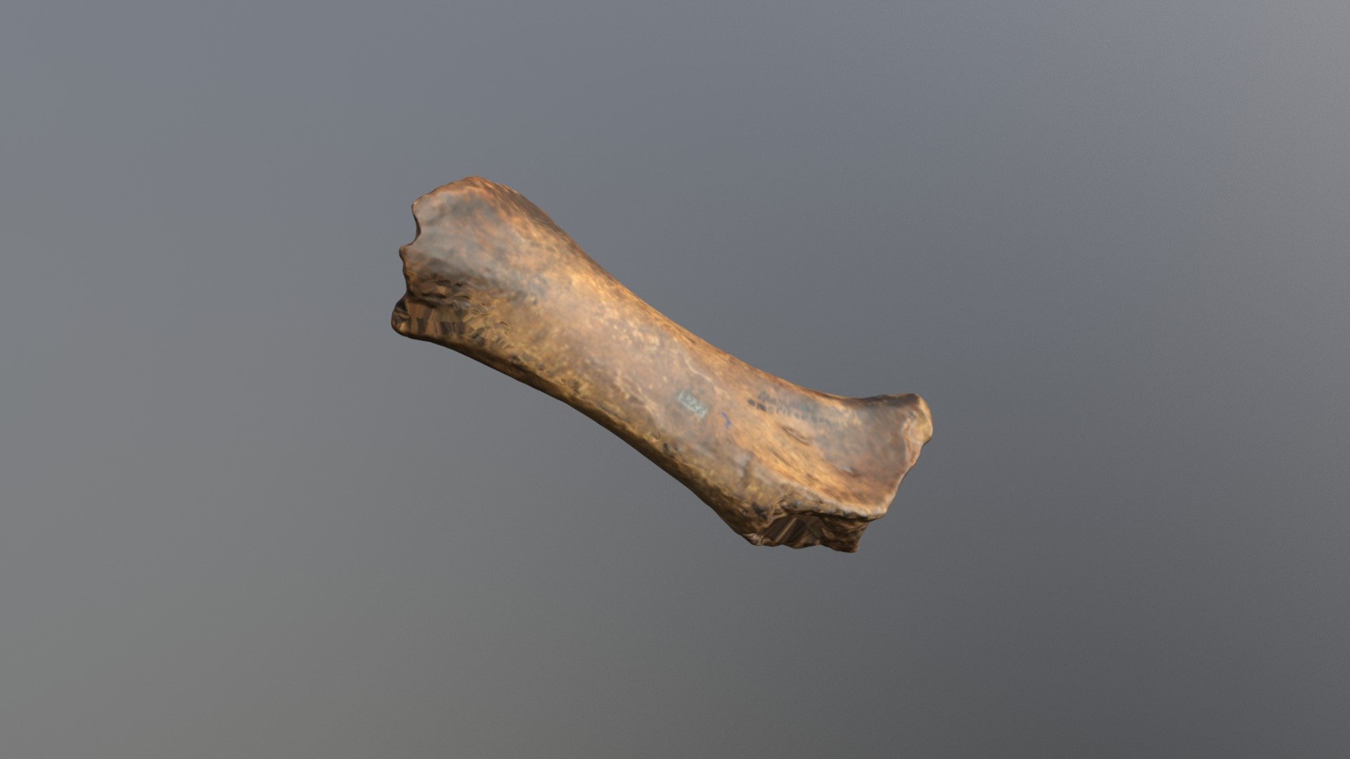 USNM V 9227 Mastodon Tibia (VCU_3D_3320)