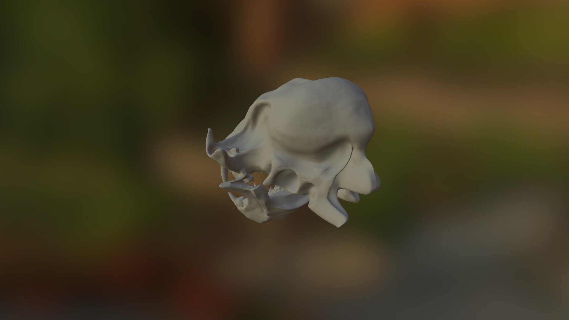 Raccoon Skull