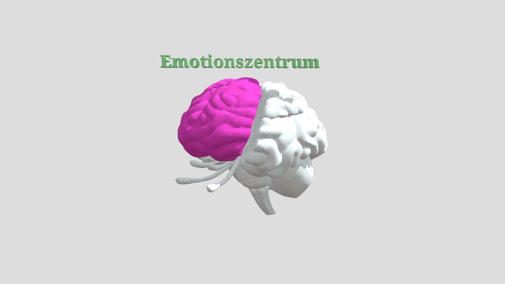 Emotion Center - Human Brain