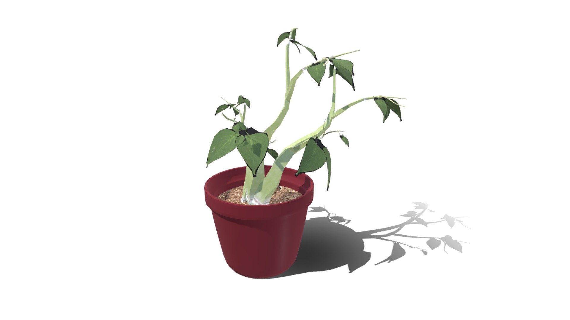 Plant