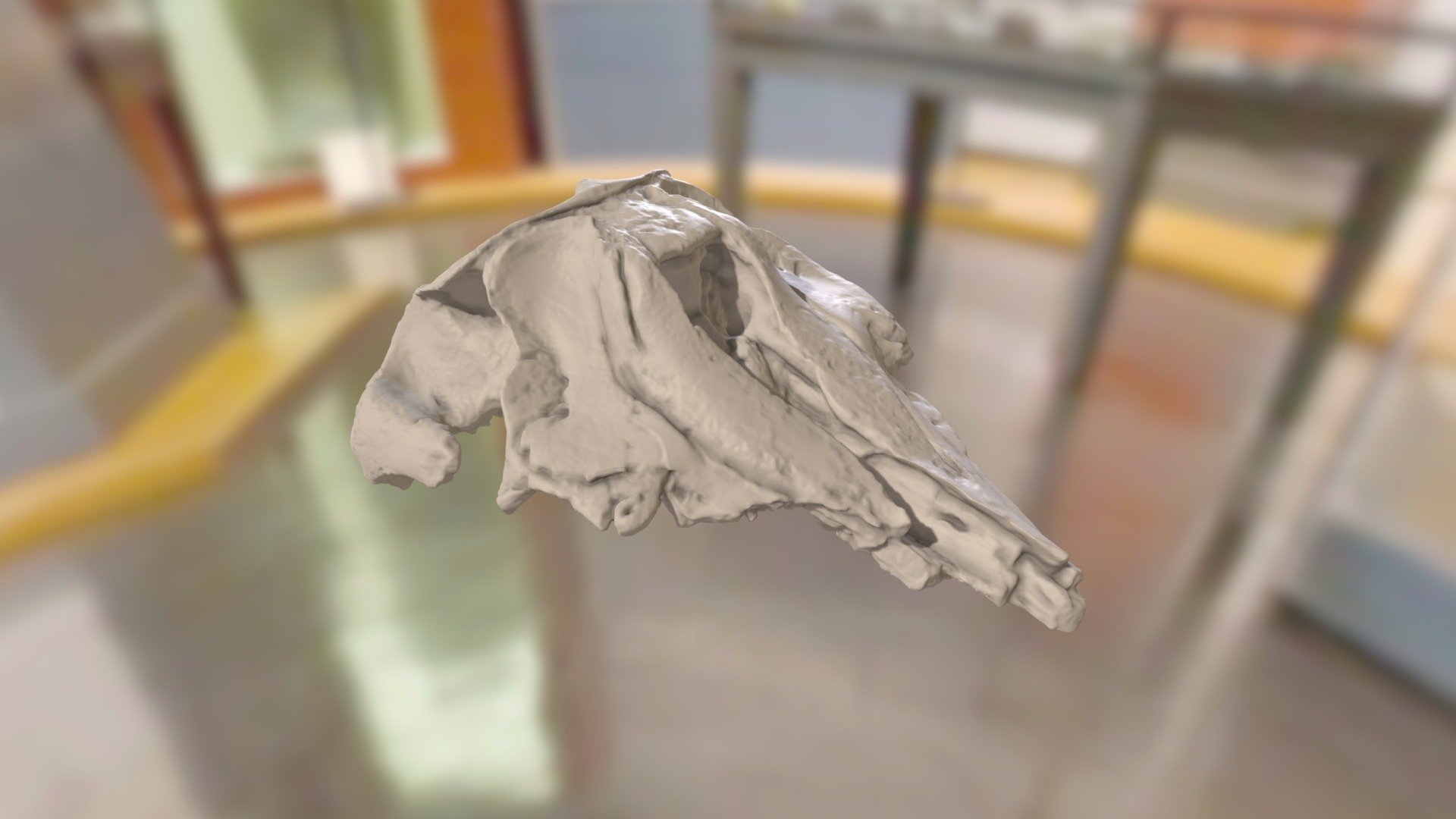 ChM PV4755 - Squalodontoid Skull