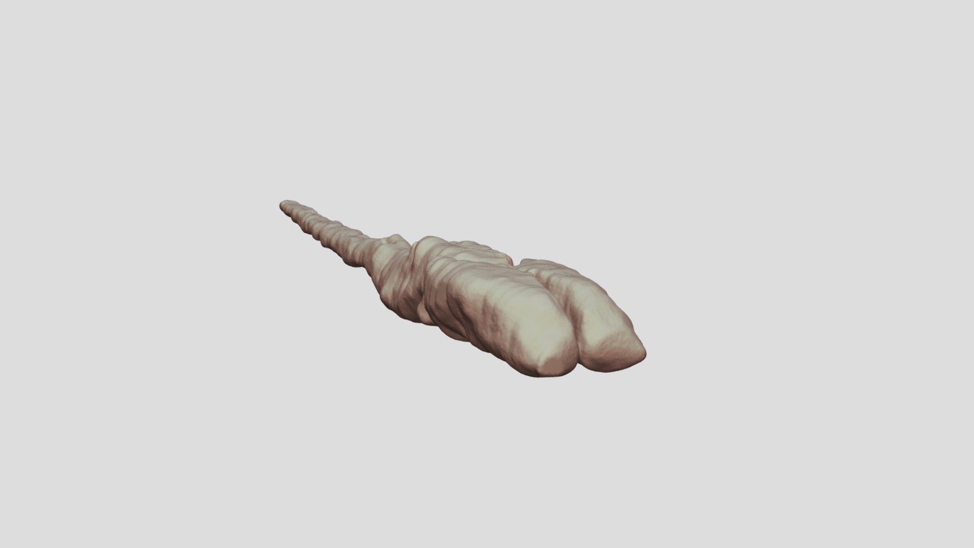 Brain of Proteus anguinus
