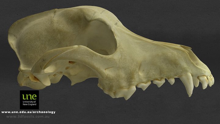Canis Skull 3D Model