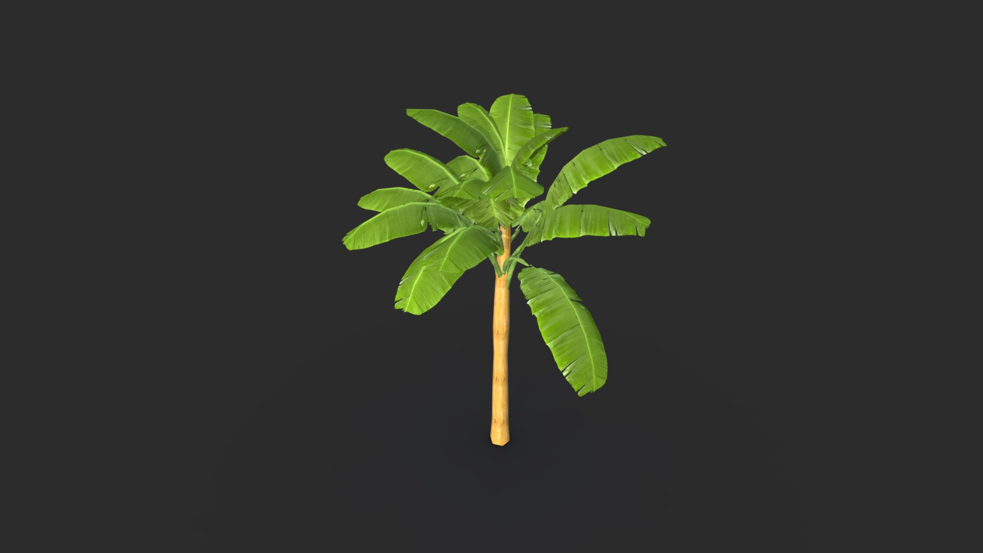 3D model Banana tree - This is a 3D model of the Banana tree. The 3D model is about a plant with leaves.