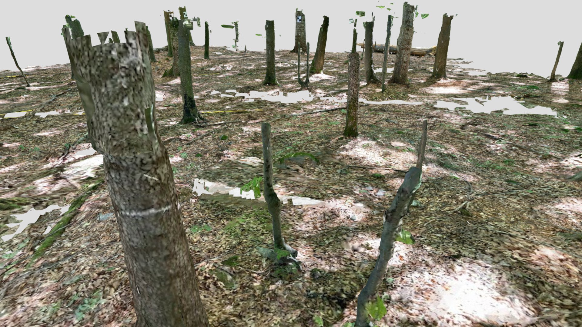 iPad Pro LiDAR Forest plot scanning Download Free 3D model by