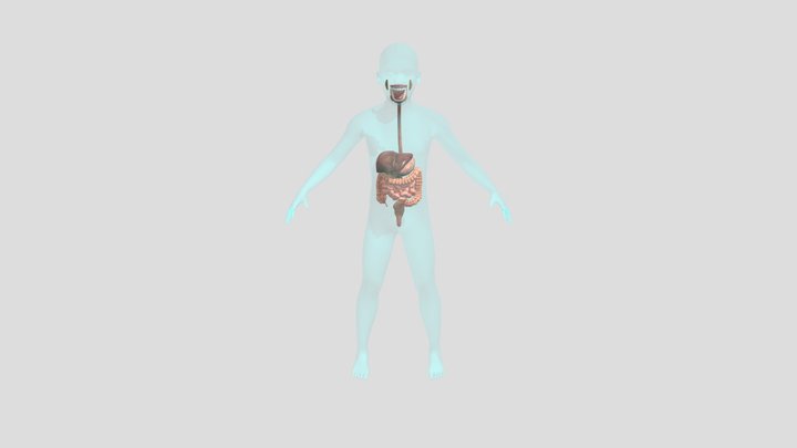 sistema digestivo_V9 3D Model