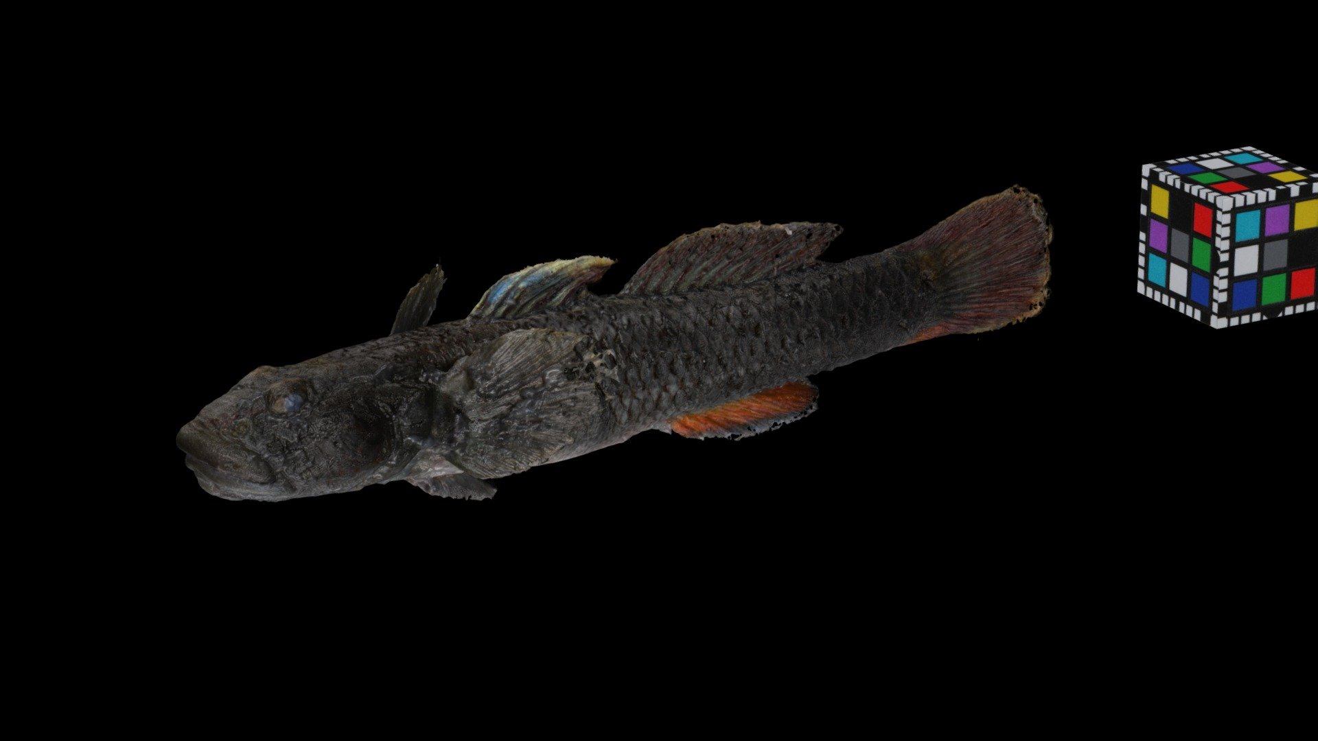 カワヨシノボリ freshwater goby, Rhinogobius flumineus