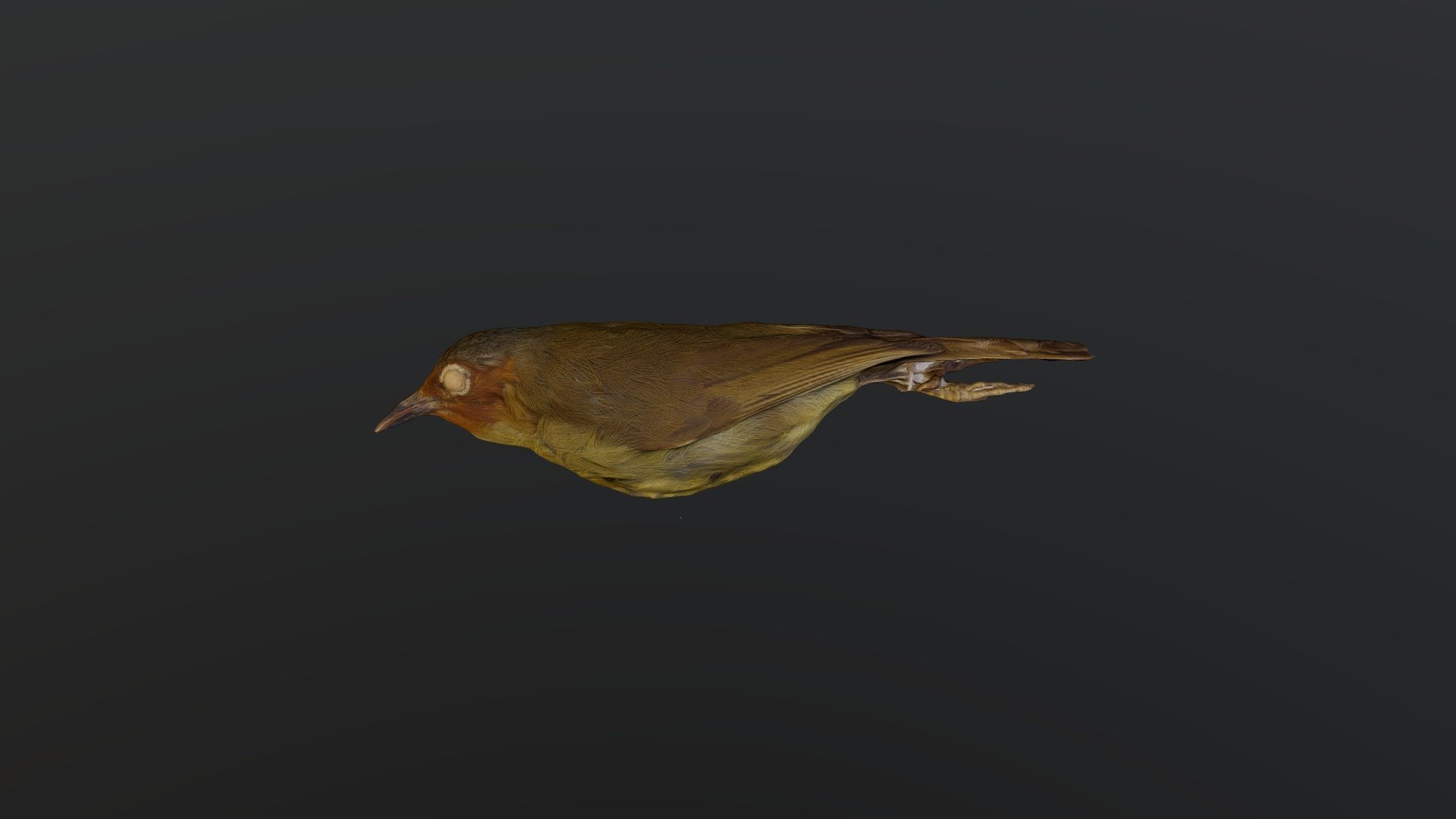 Chestnut-faced Babbler - Zosterornis whiteheadi