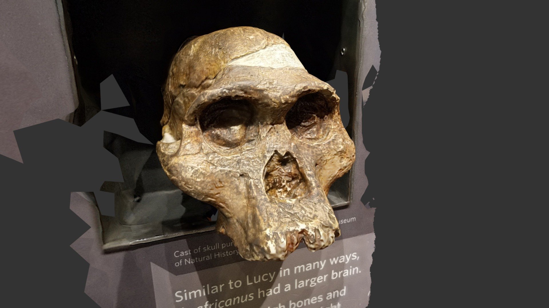 Australopithecus Africanus