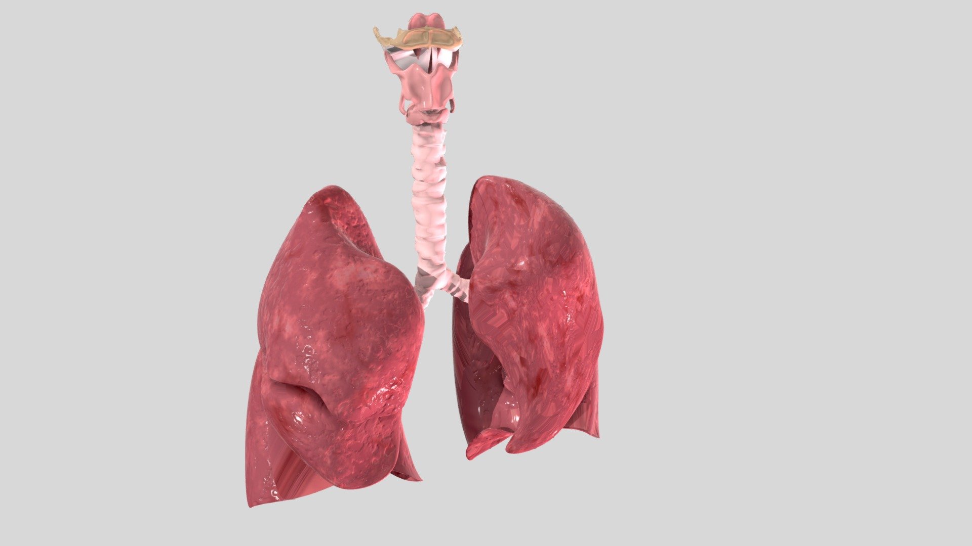 Healthy Adult Lungs 3d Model By Kenz1234 [fd81f70] Sketchfab