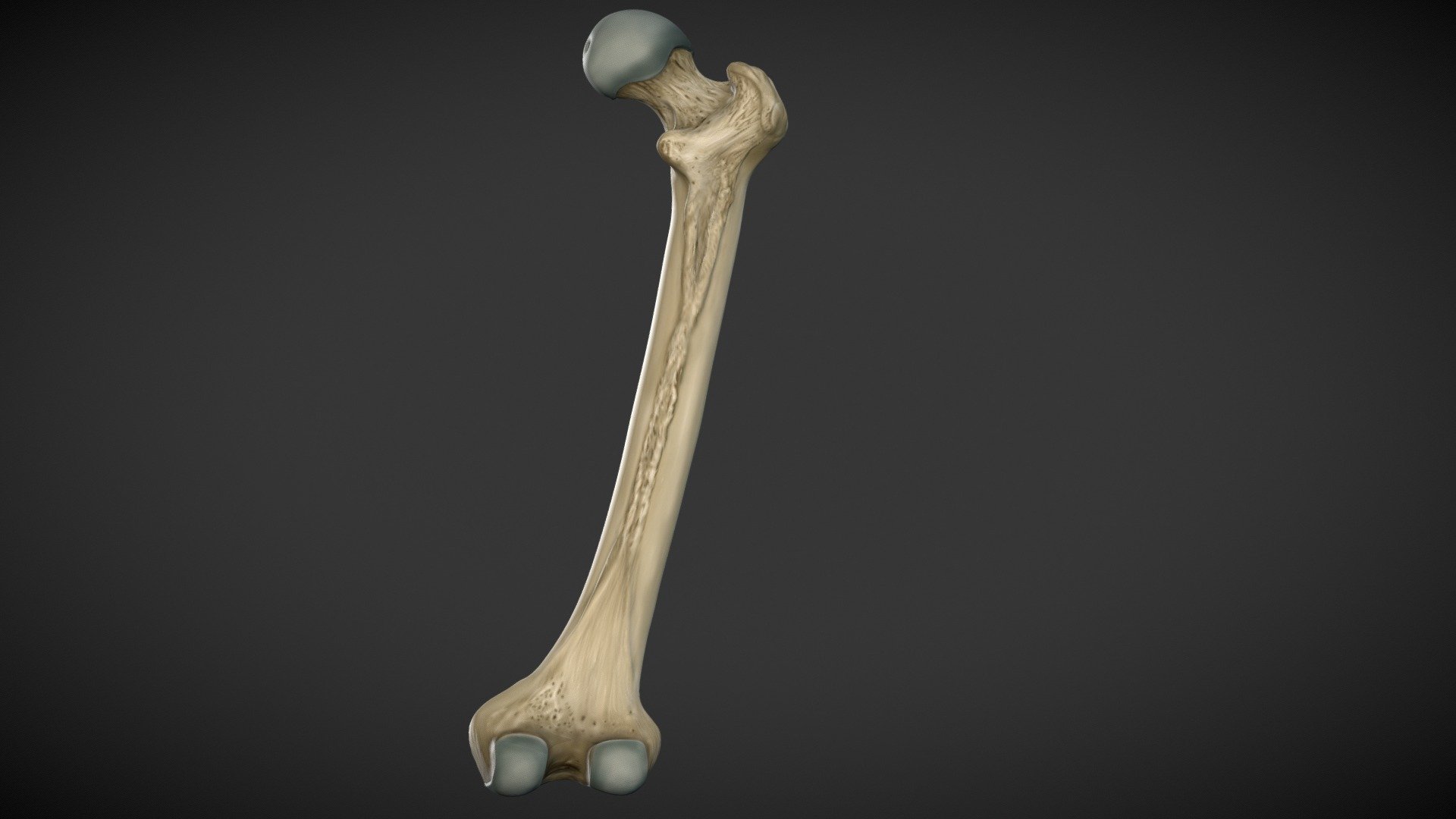 Femur - 3D model by G Ranjith (@beauregardie) [fd845ed] - Sketchfab