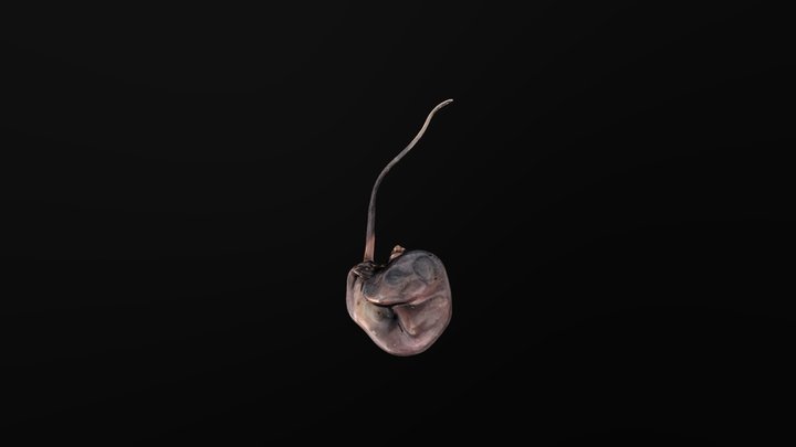 Abandoned Ringtail Possum Joey 3D Model
