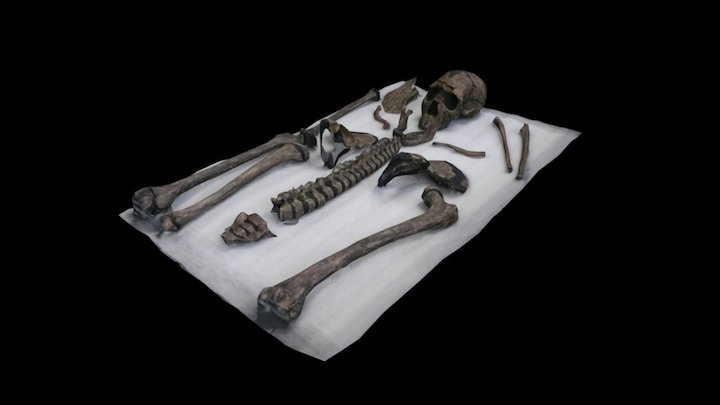 Homo erectus 3D Model
