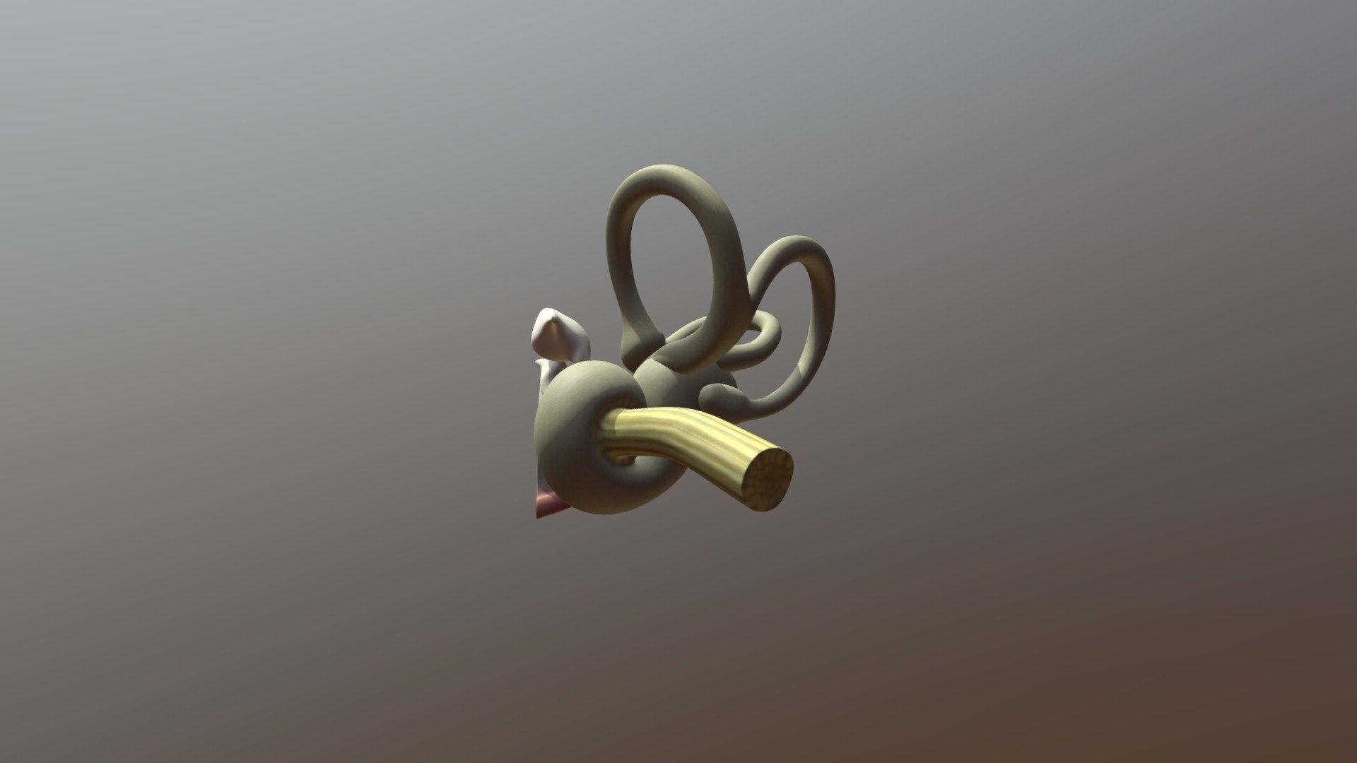 Cochlea Anatomy