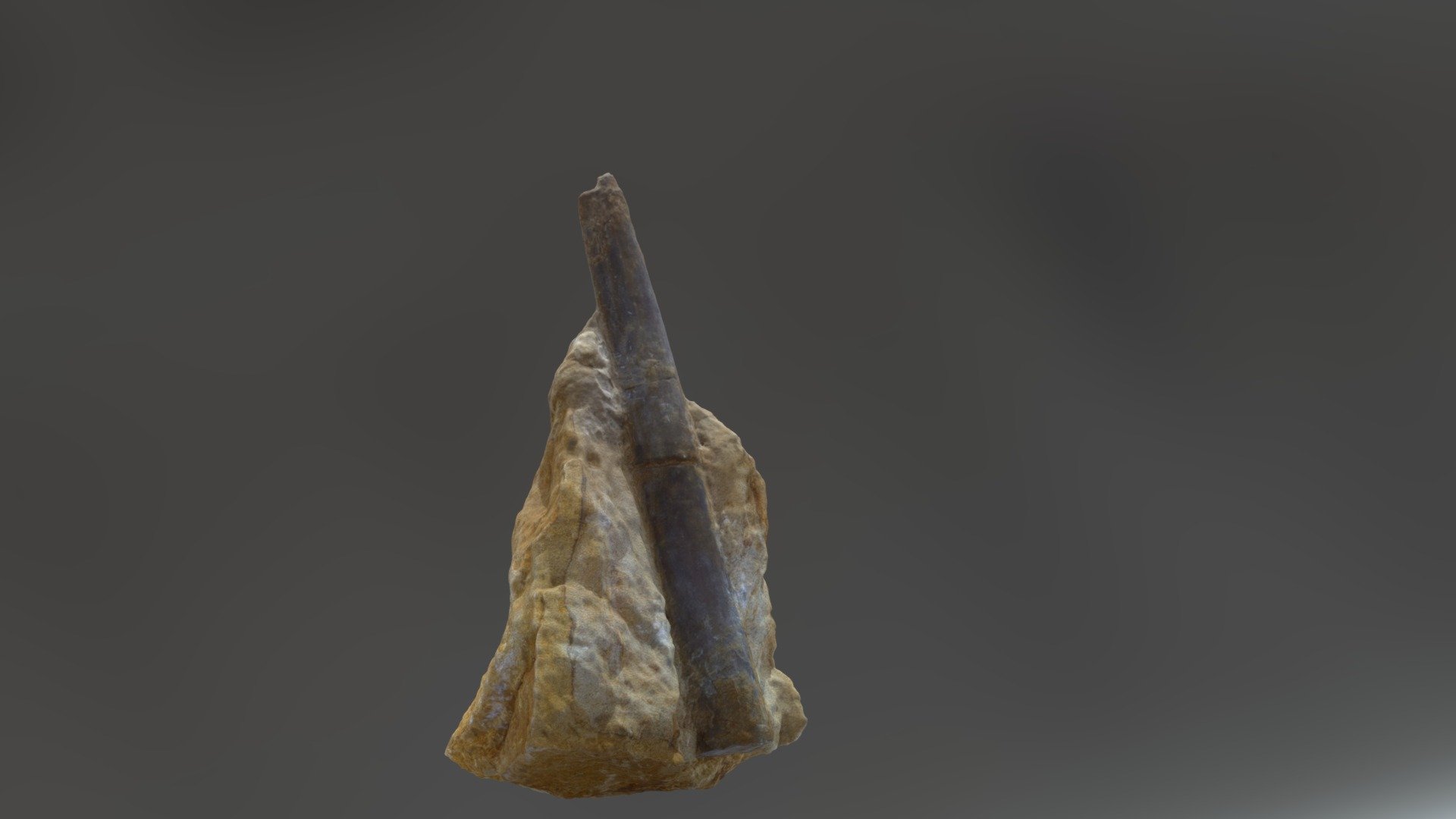 Fossil 3D Model