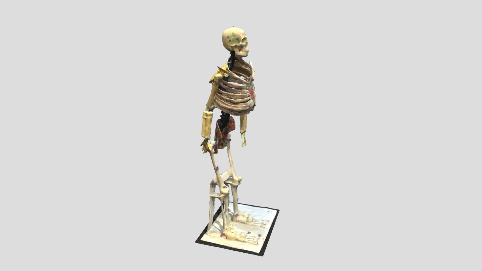 Wide Ribs Skeleton - Download Free 3D model by bcxrlab [fd87cc2 ...