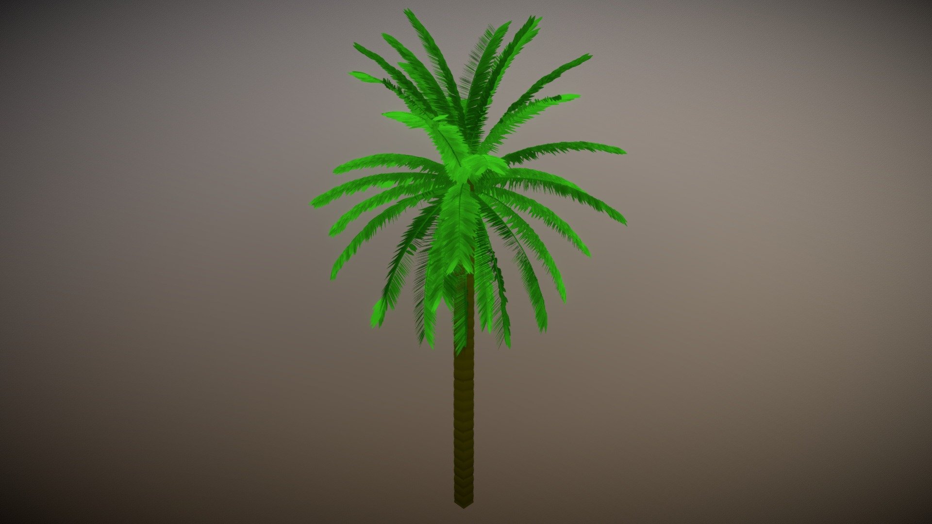 Palm Tree