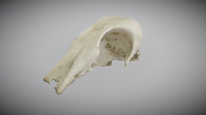 Bird Skull 3D Model