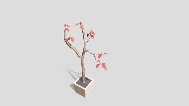 Wk8 Plant 3D Model