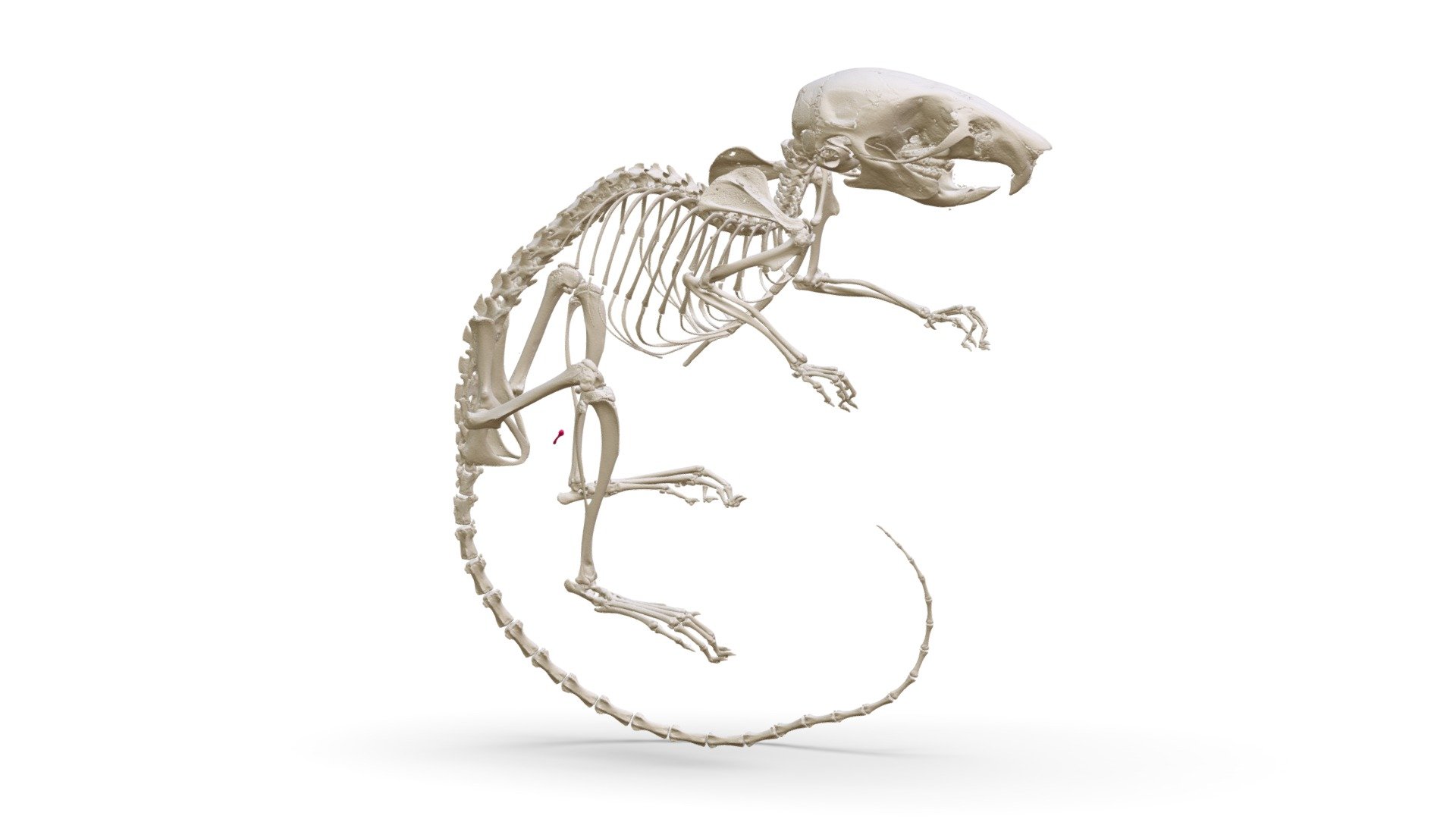 Apodemus uralensis (MSBMamm249569) Download Free 3D model by