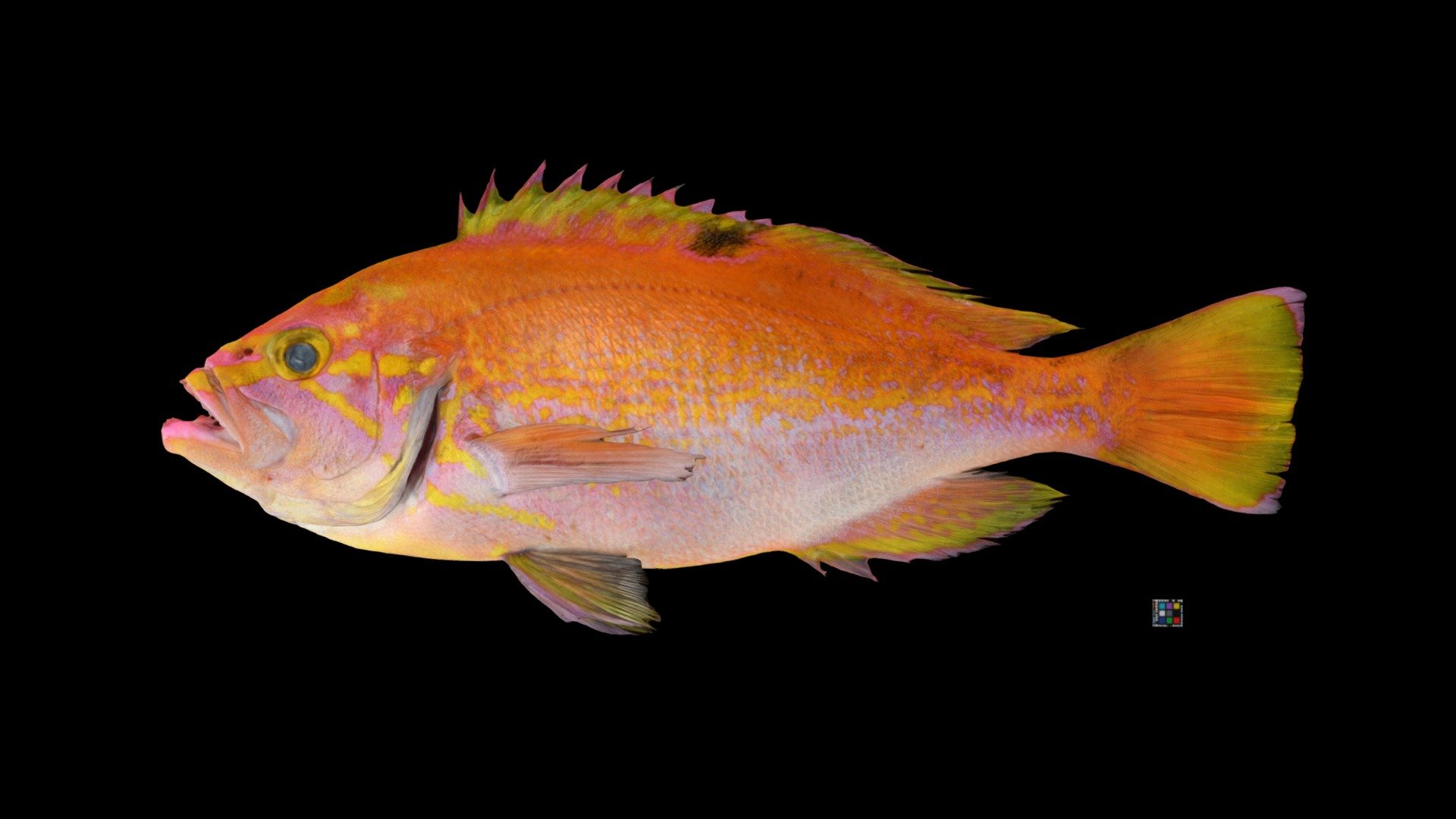 アカイサキ Sunrise Perch, Caprodon schlegelii