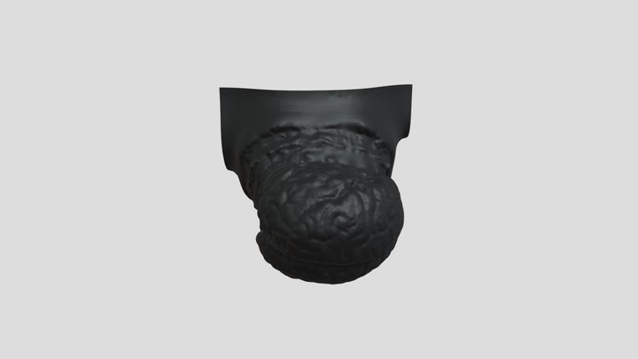 3D Brain Model 3D Model