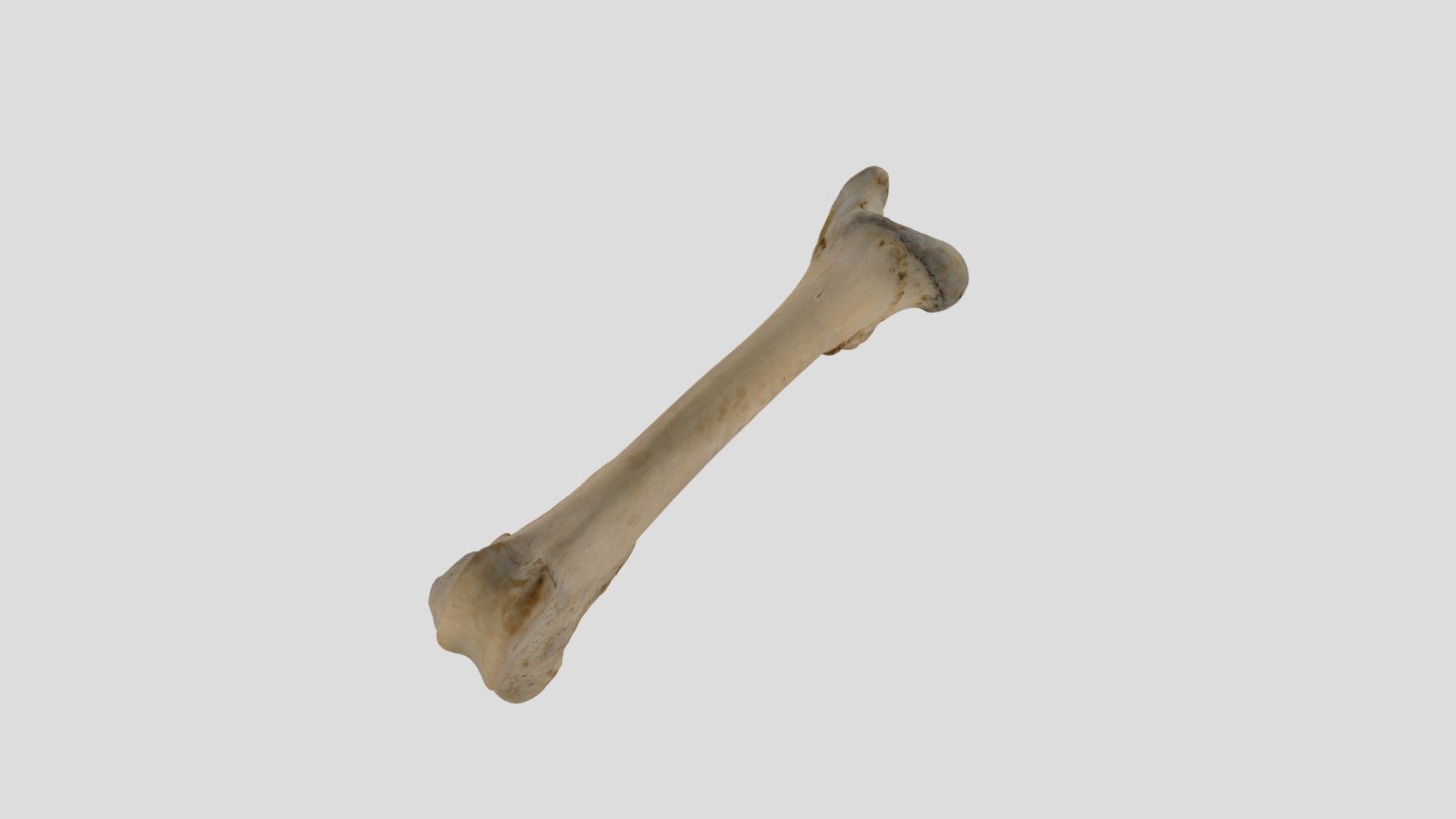 Deer Femur - 3d Model By Anthromuseummu [fd97282] - Sketchfab