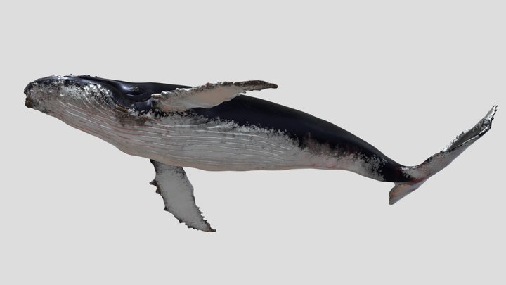 4K Humpback Whale run 3D Model