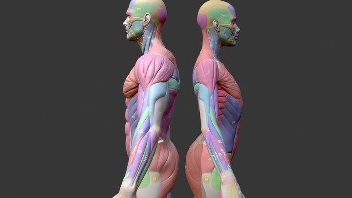 Écorché Musclenames Male & Female Anatomy Bundle 3D Model