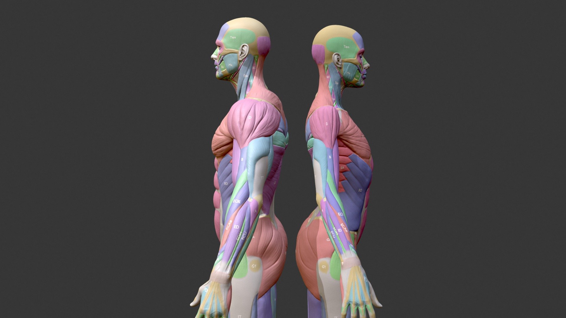 Écorché Musclenames Male & Female Anatomy Bundle - Buy Royalty Free 3D