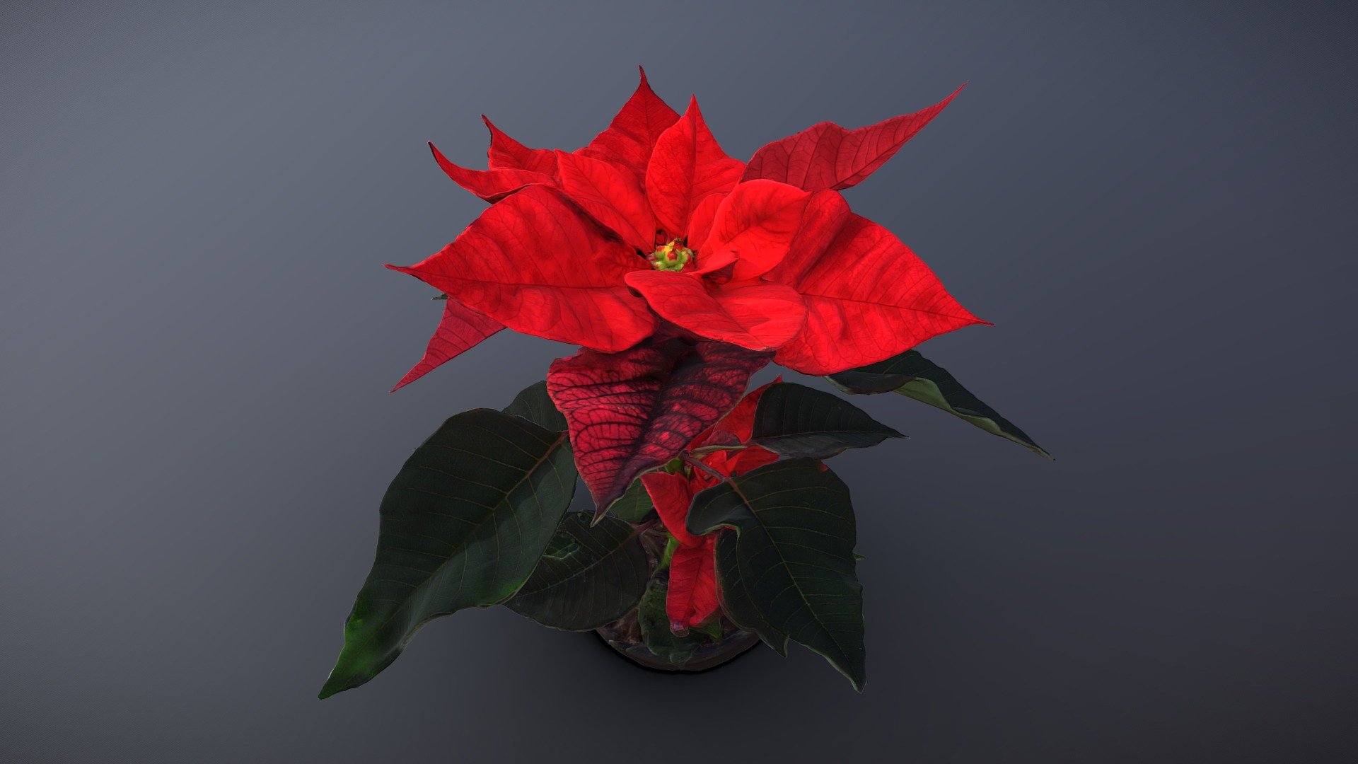 Poinsettia