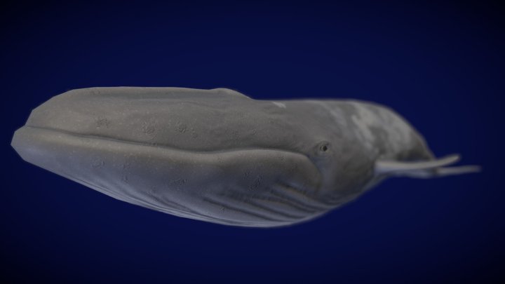 Blue Whale 3D Model