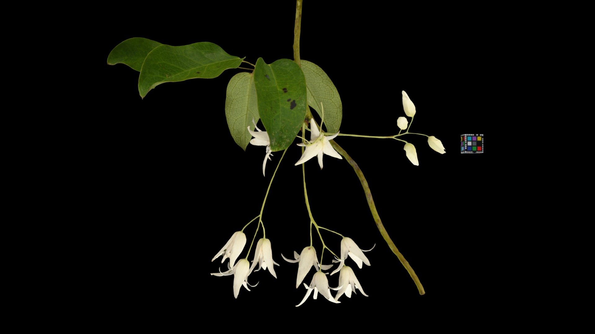 ムベ Japanese Staunton Vine, Stauntonia hexaphylla