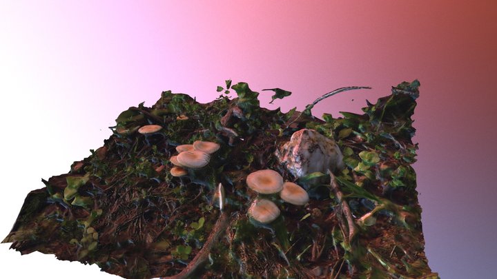 Funghi 3D Model