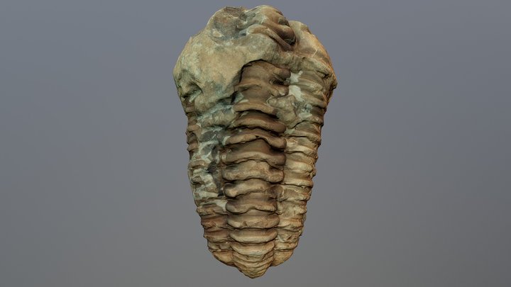 Trilobite 3D Model
