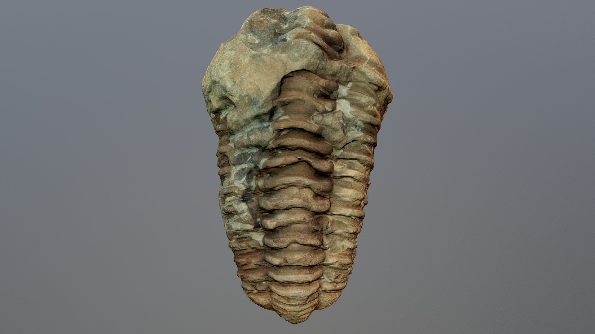 Trilobite