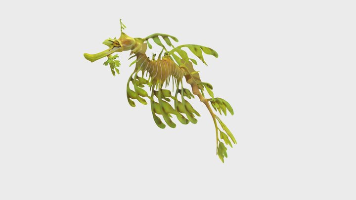 Leafy Sea Dragon 3D Model